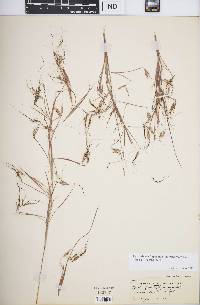 Hyparrhenia filipendula var. pilosa image