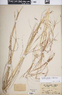 Hyparrhenia filipendula image