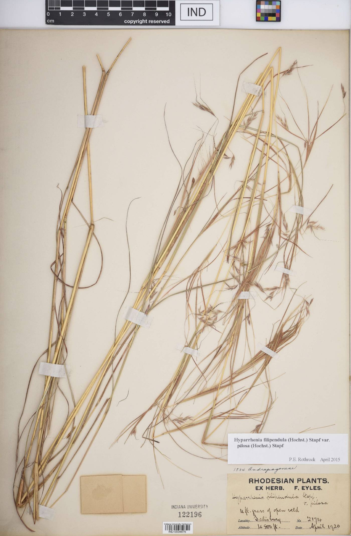 Hyparrhenia filipendula var. pilosa image