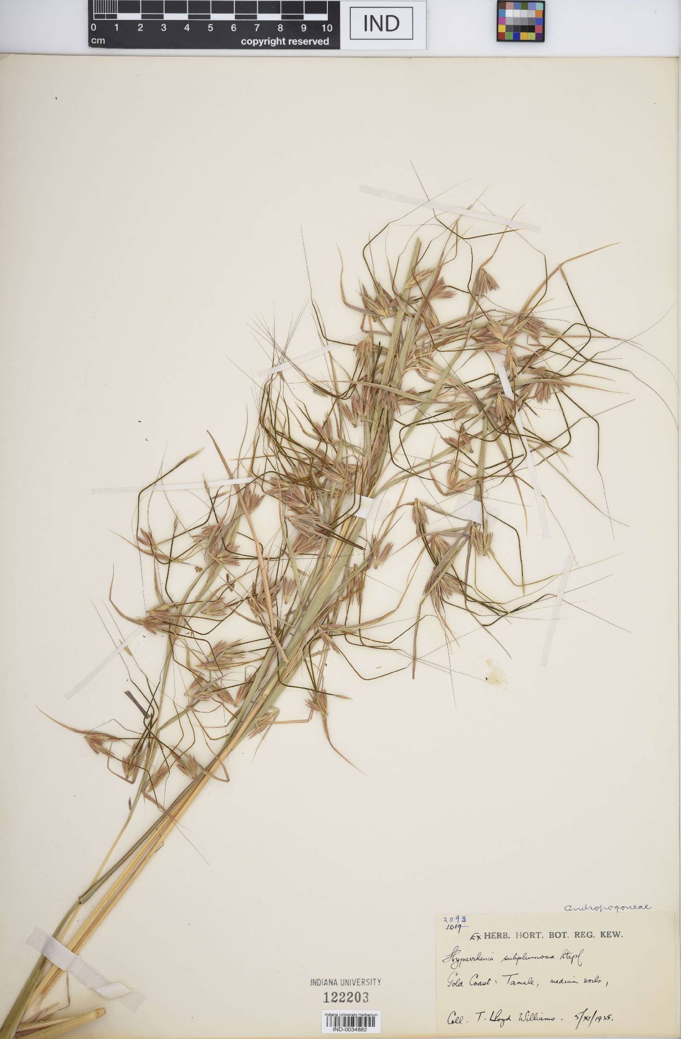 Hyparrhenia subplumosa image