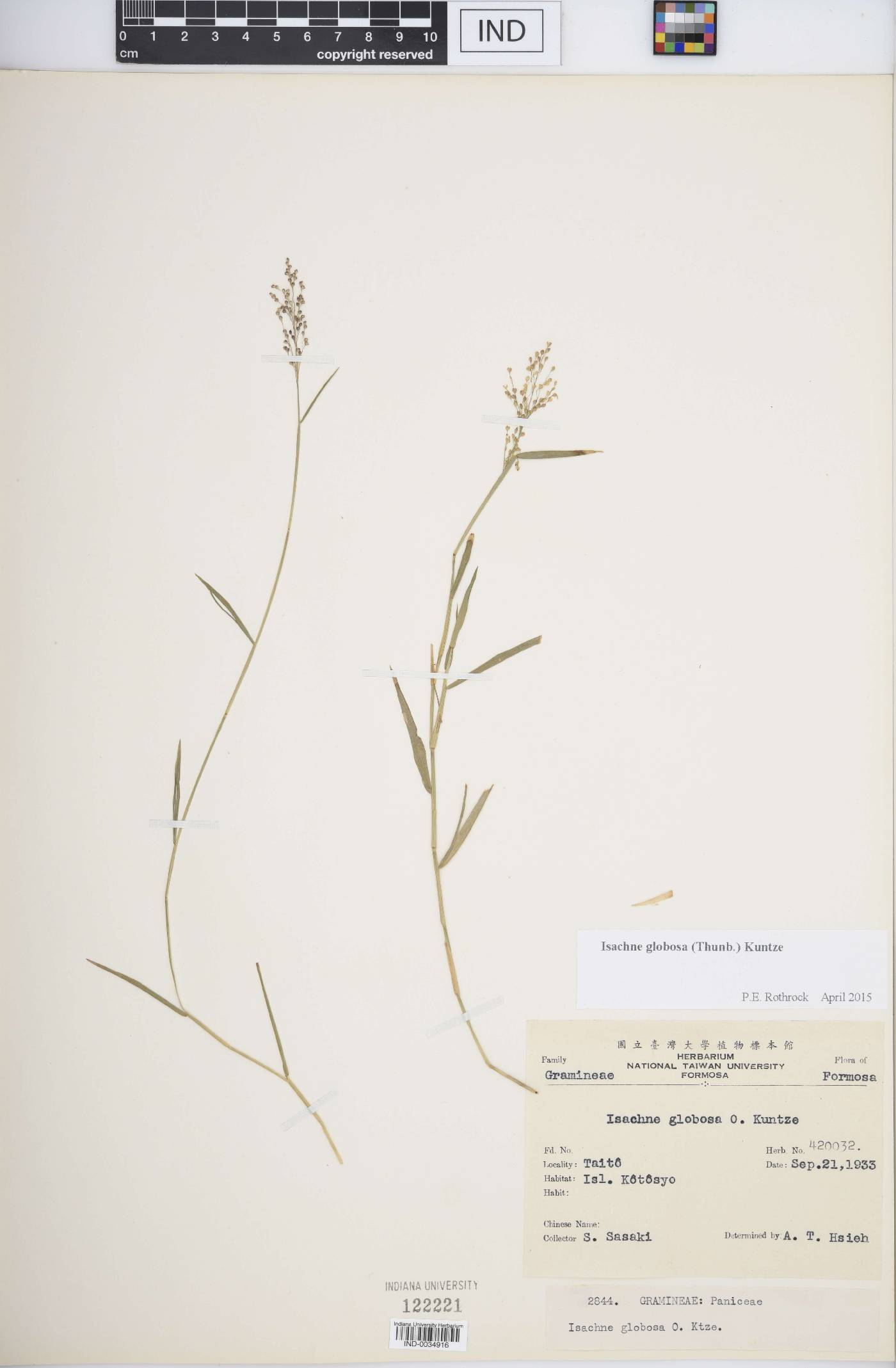 Isachne globosa image