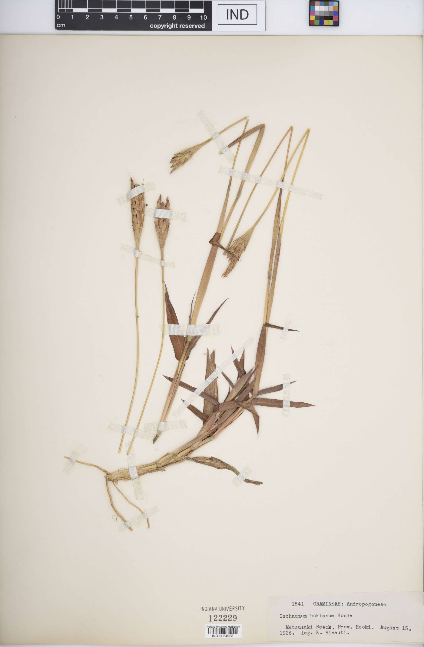 Ischaemum hokianum image