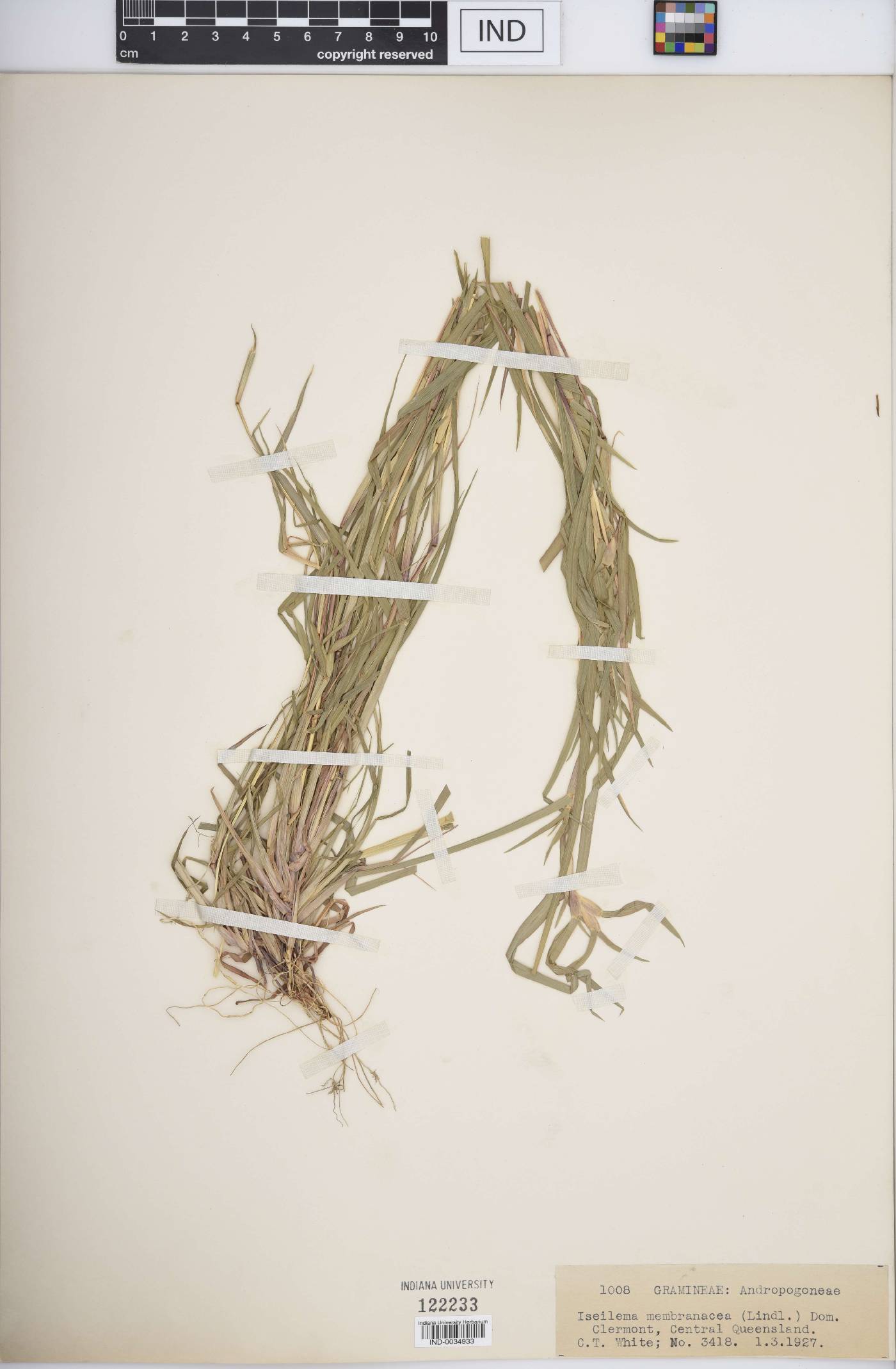 Iseilema membranaceum image