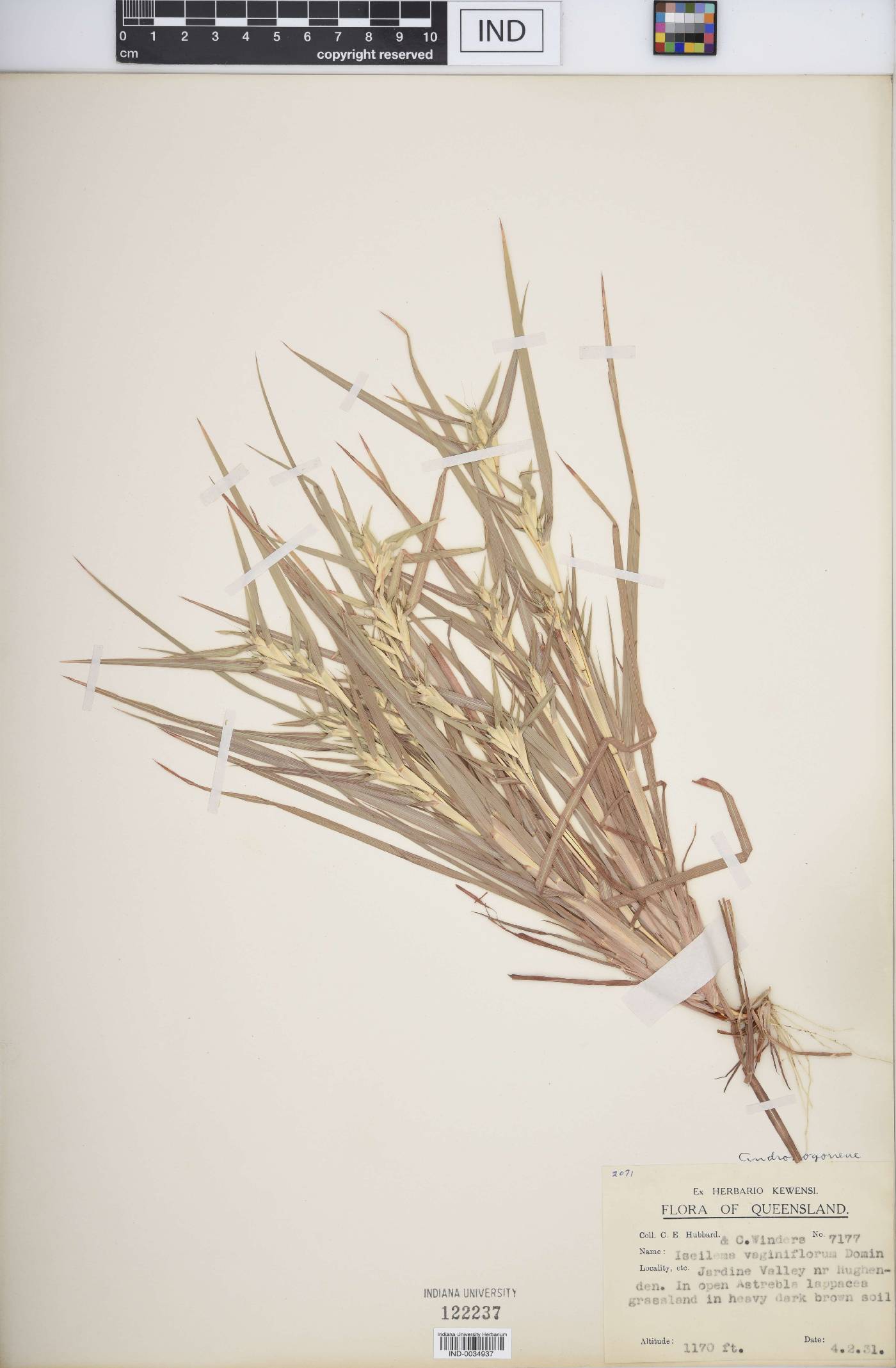 Iseilema vaginiflorum image