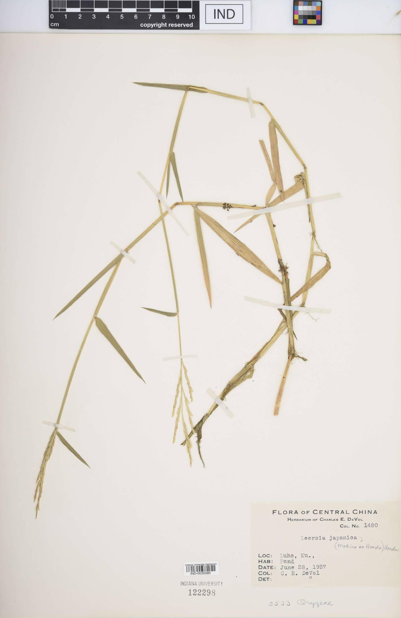 Leersia japonica image