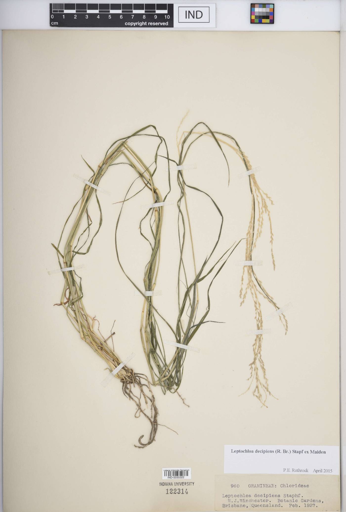 Dinebra decipiens image