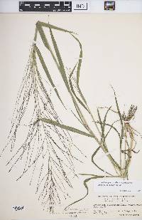 Leptochloa panicea image