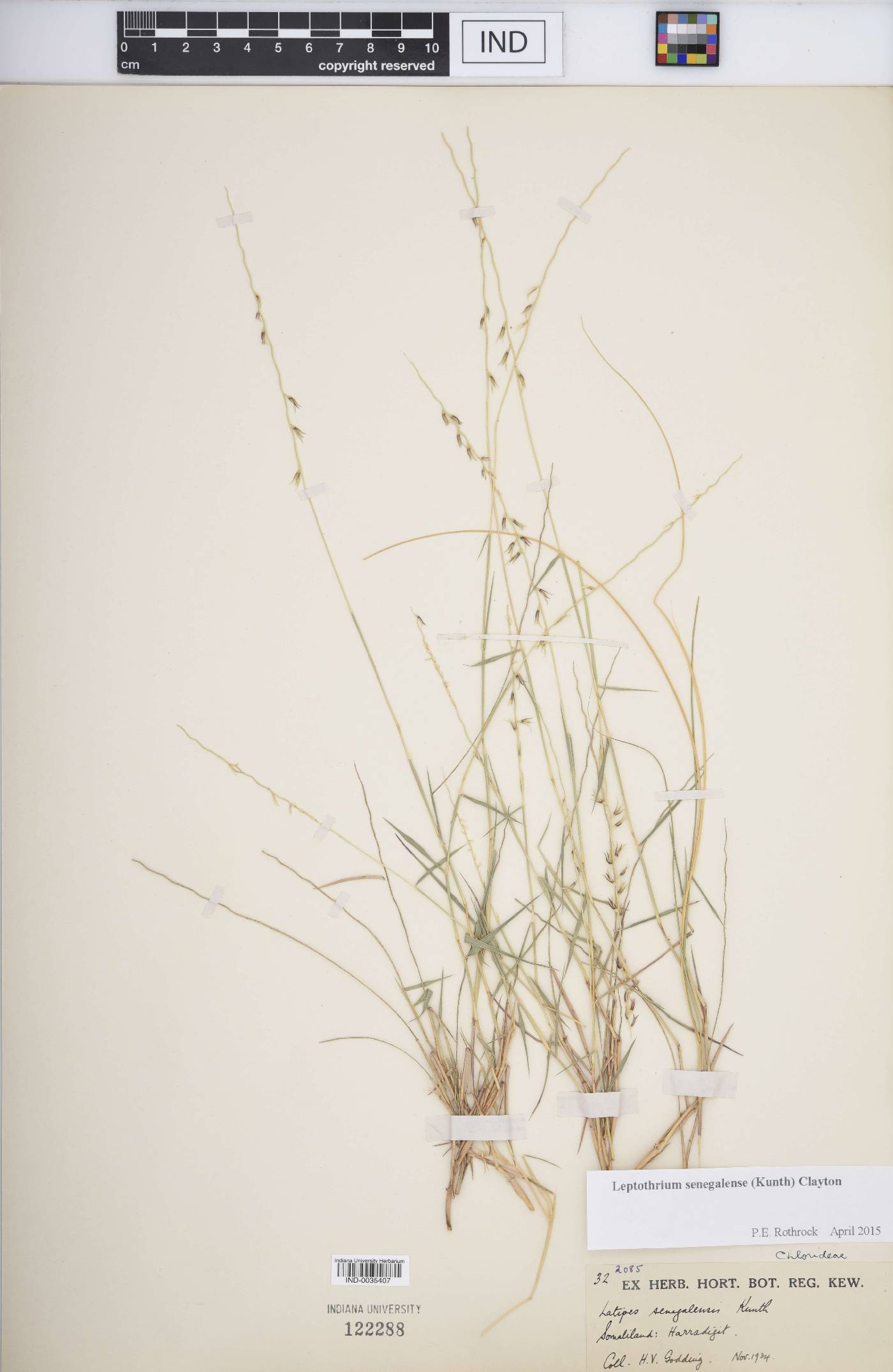 Leptothrium senegalense image