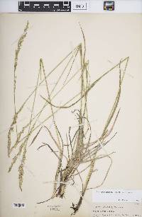 Leucopoa kingii image