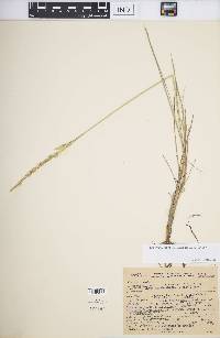 Leucopoa kingii image