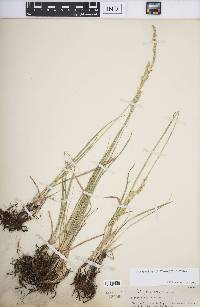 Leucopoa kingii image