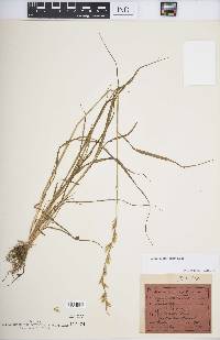 Lolium perenne subsp. multiflorum image