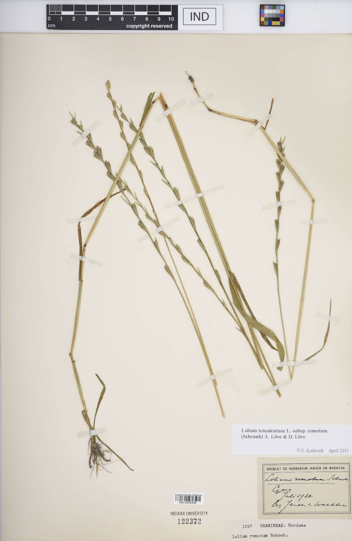 Lolium temulentum subsp. remotum image