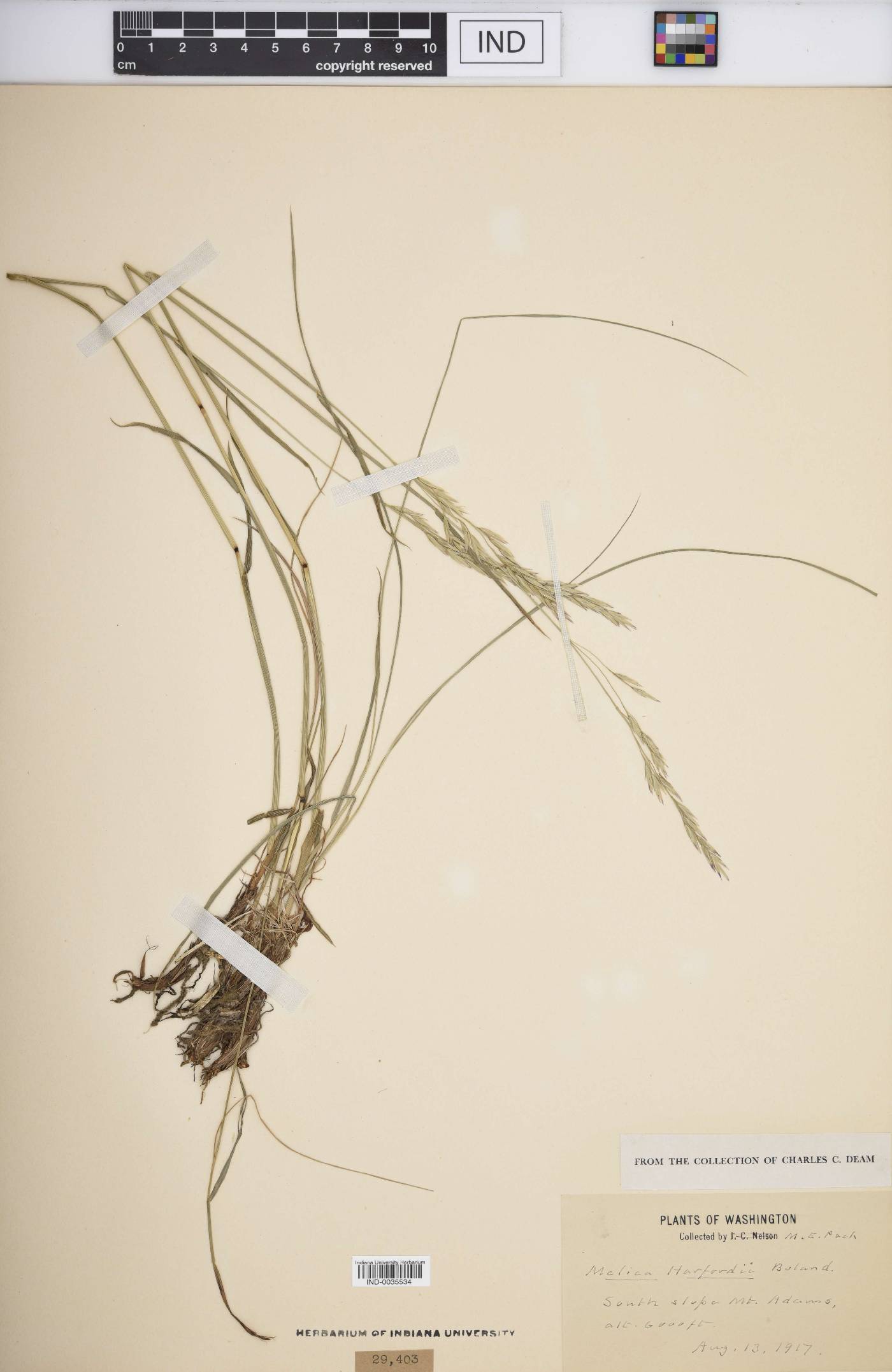 Melica harfordii image
