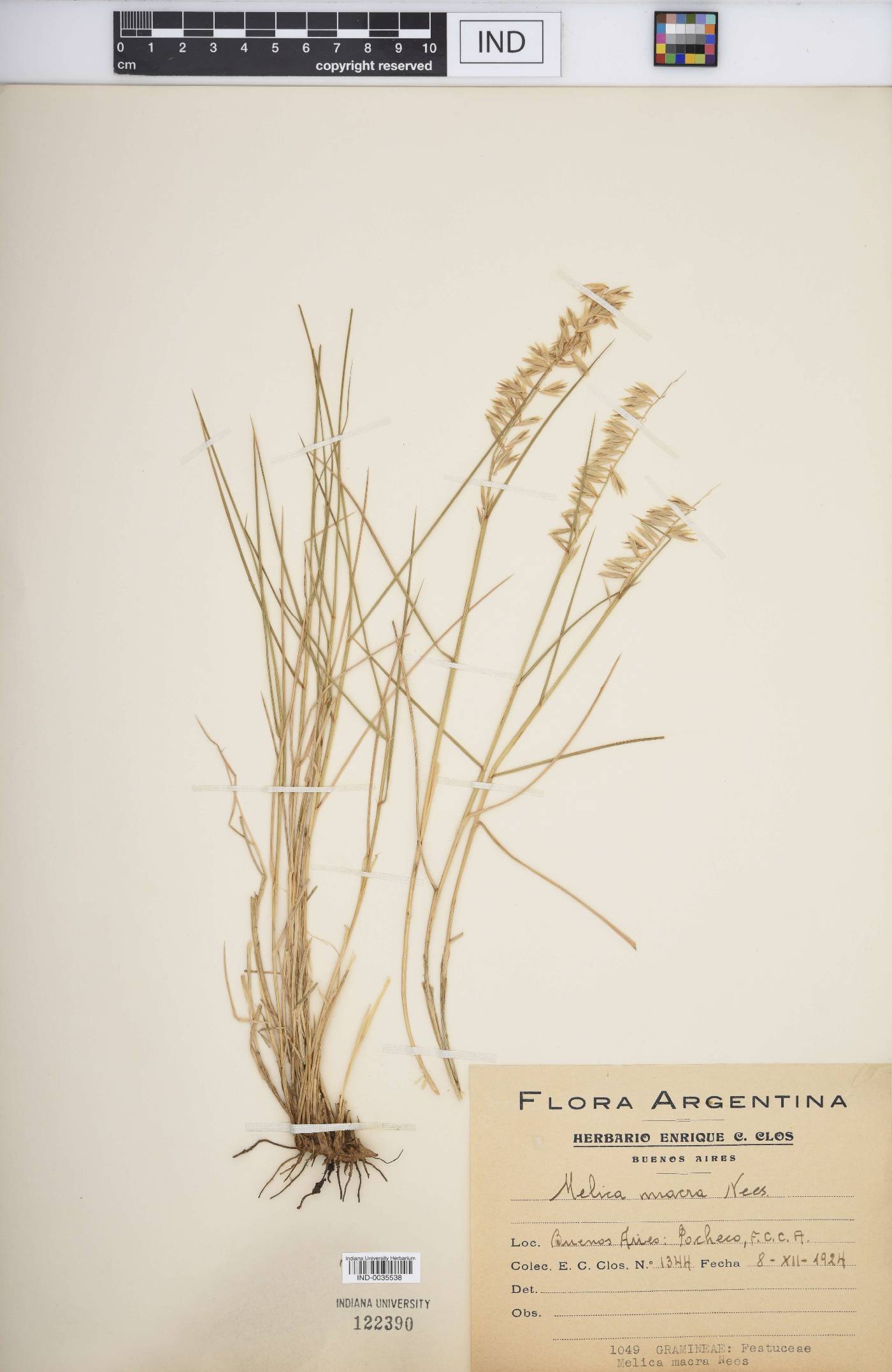 Melica macra image