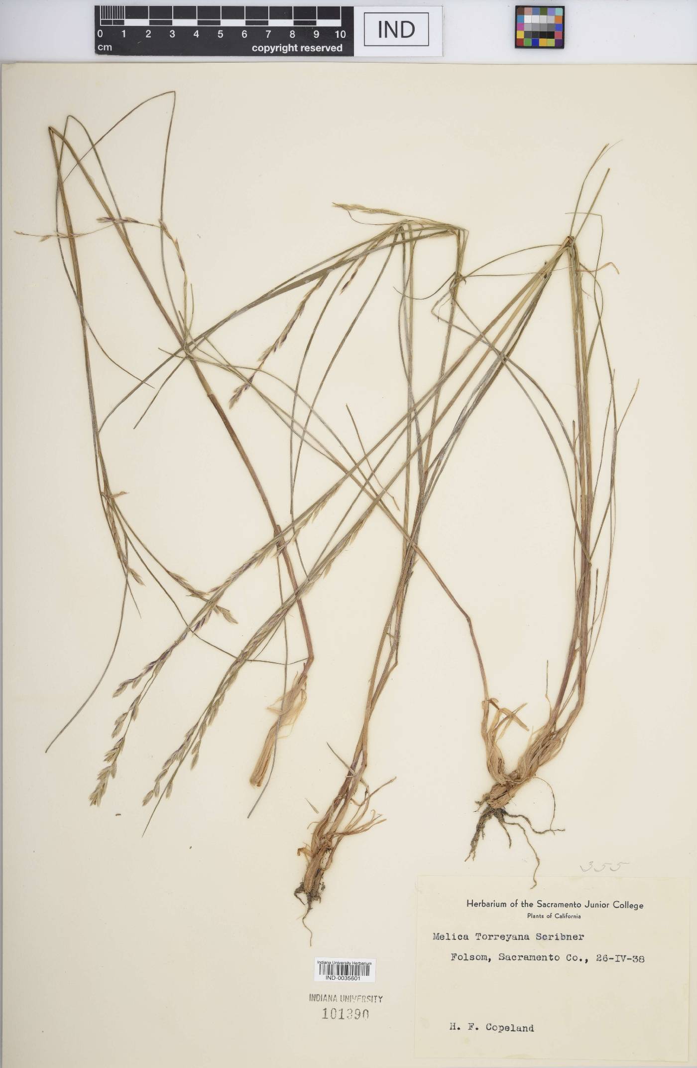 Melica torreyana image