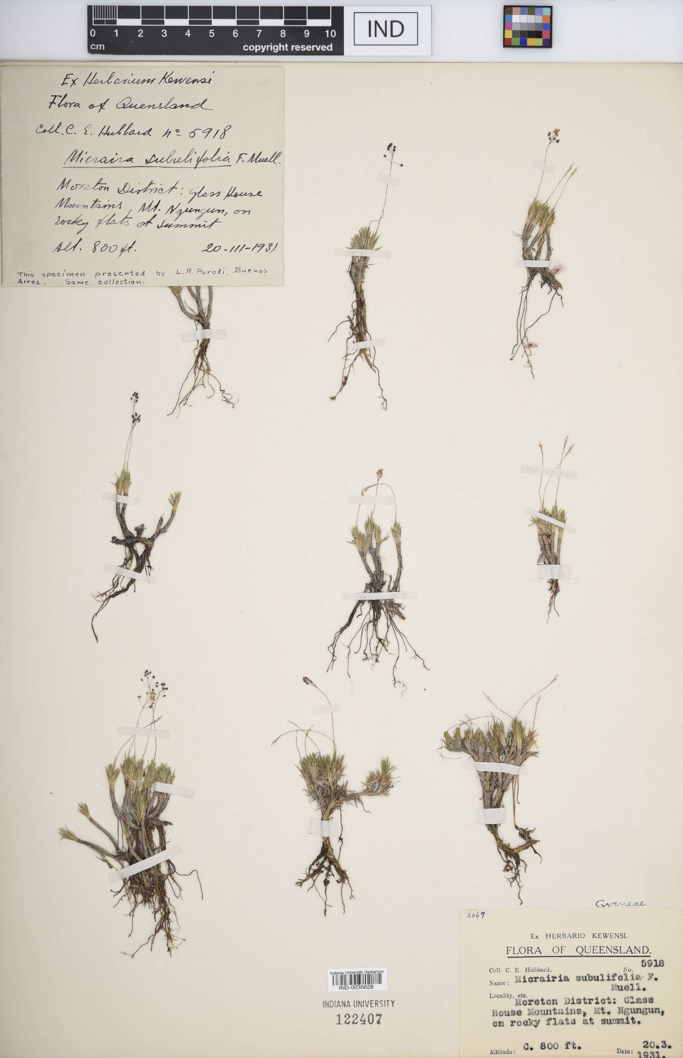 Micraira subulifolia image