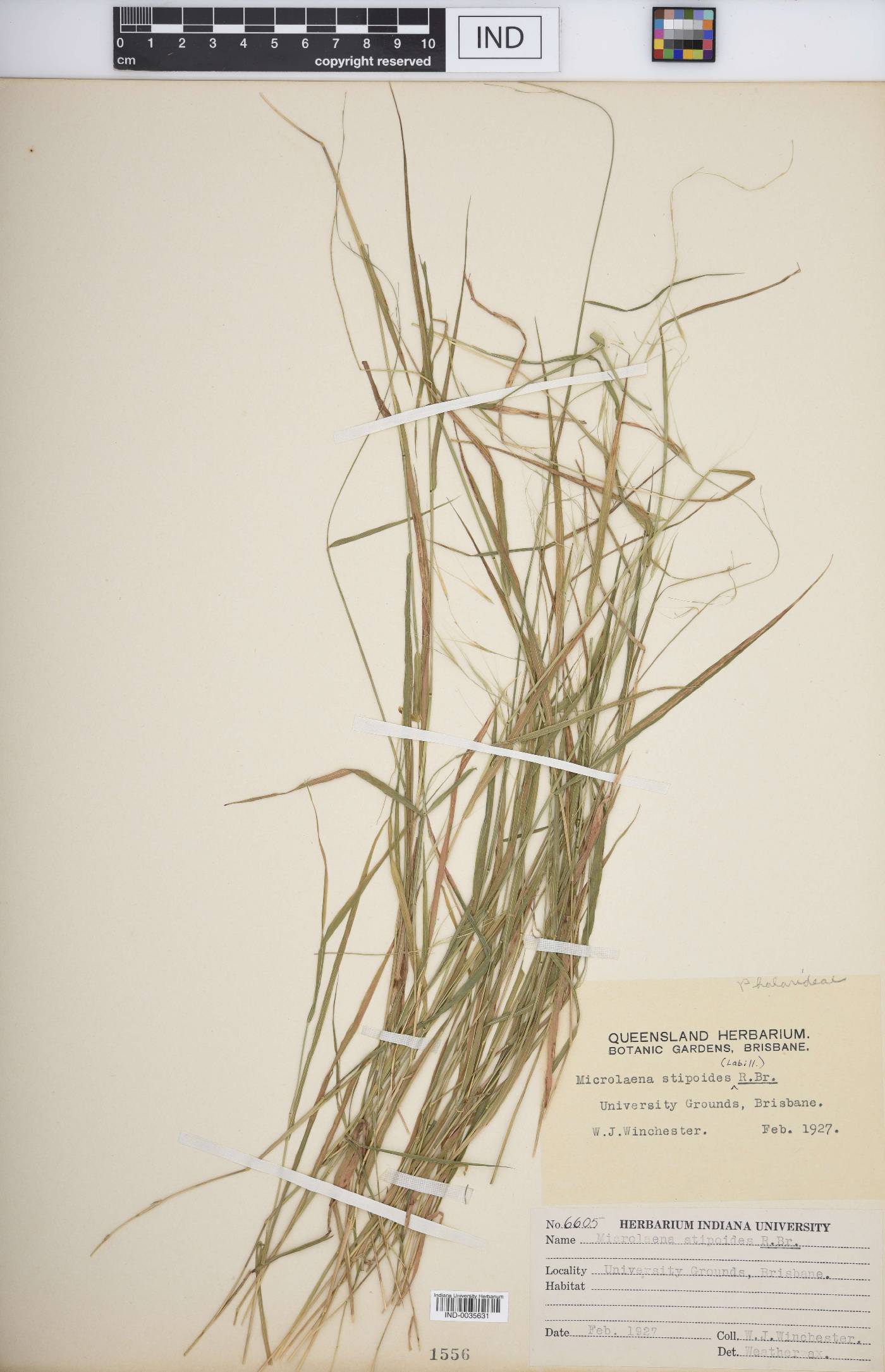 Microlaena stipoides image