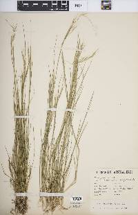 Microlaena stipoides image