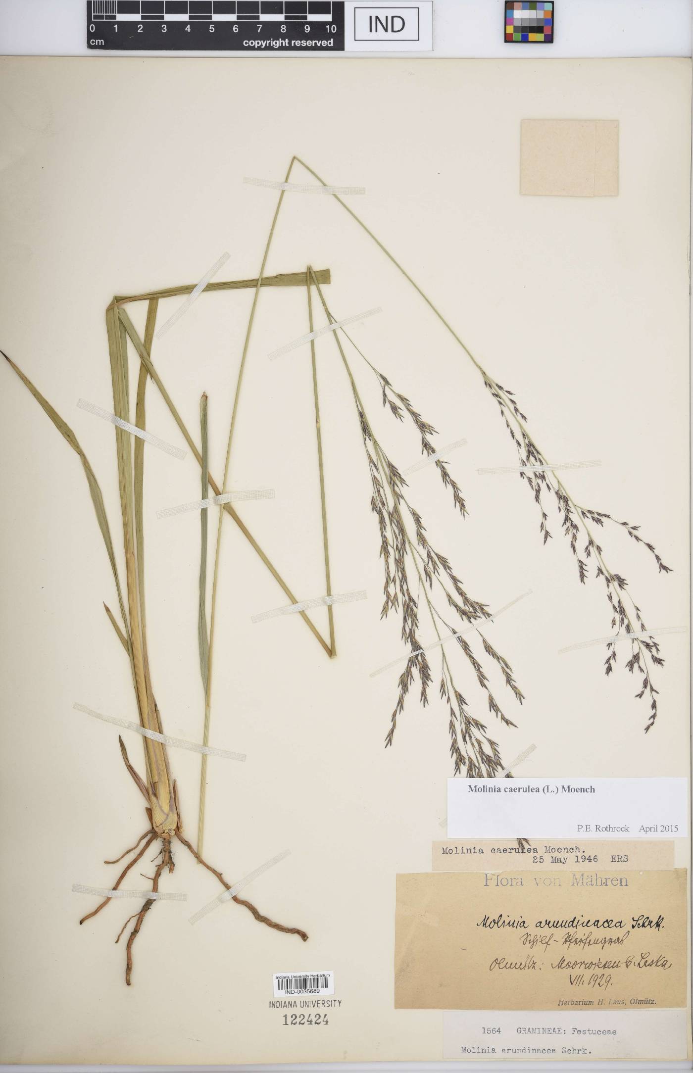 Molinia caerulea image