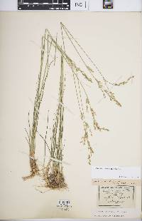 Molinia caerulea image