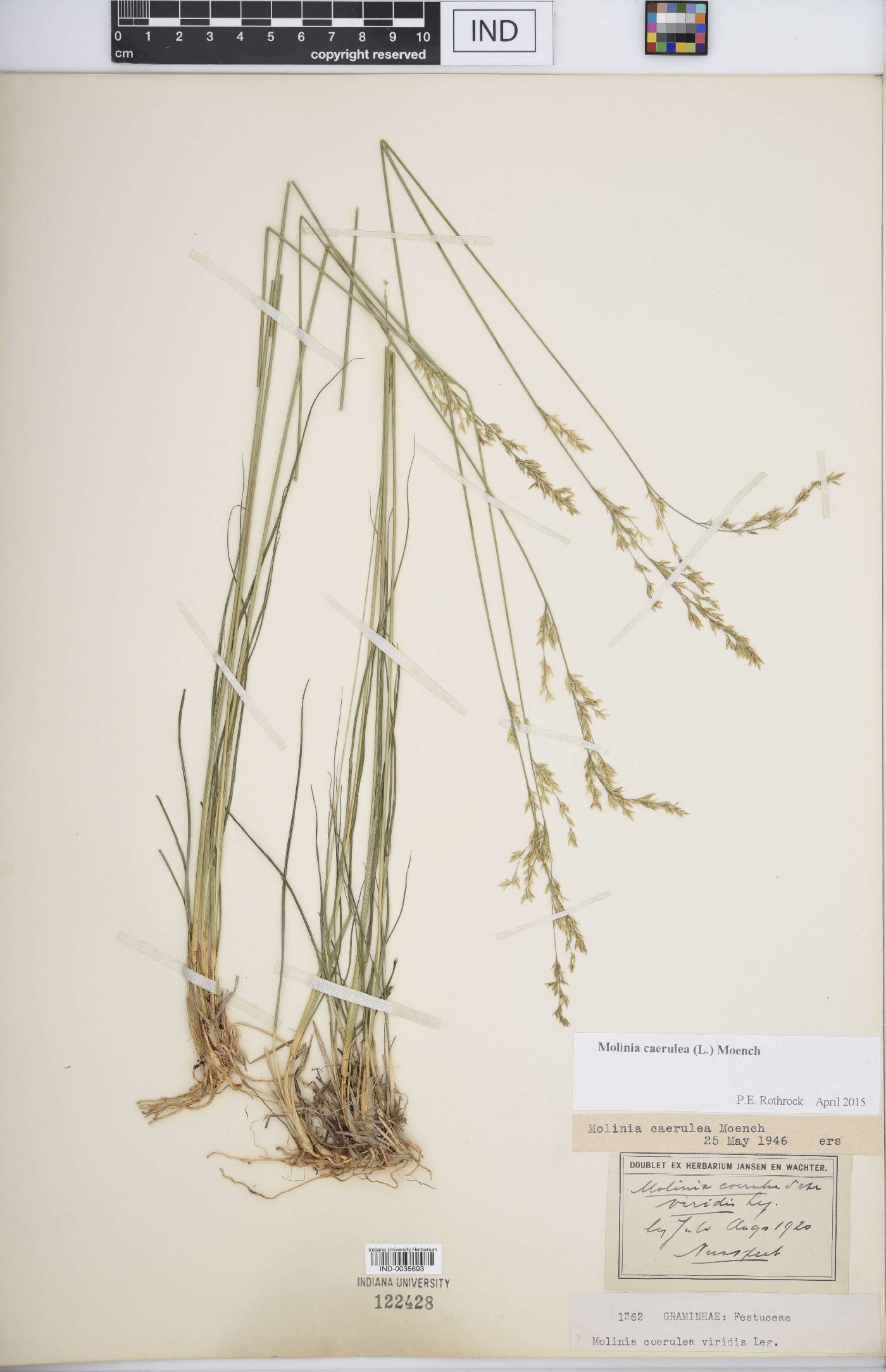 Molinia caerulea image