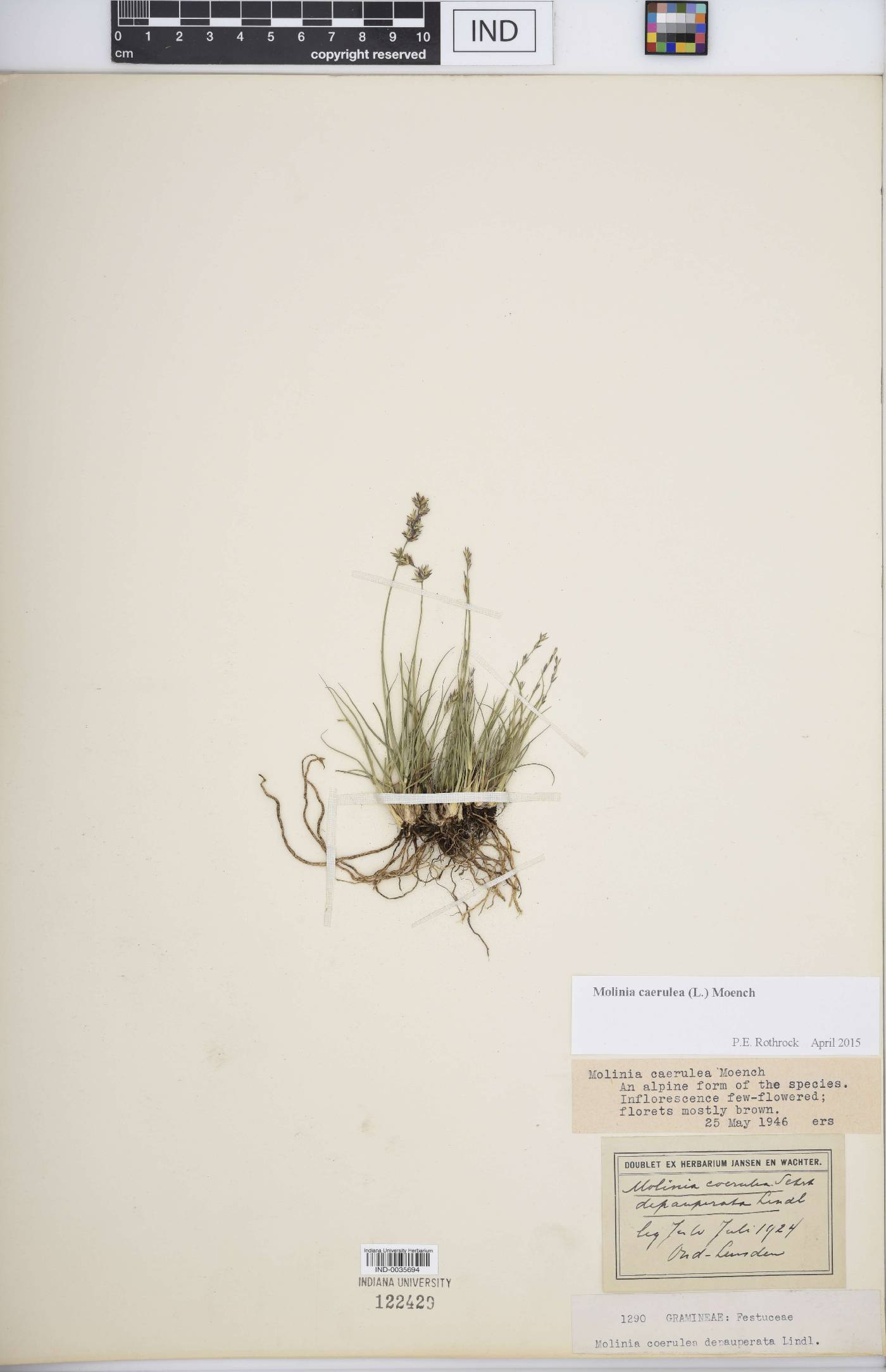 Molinia caerulea image
