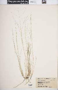 Muhlenbergia arenicola image