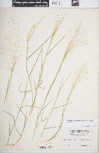 Muhlenbergia asperifolia image