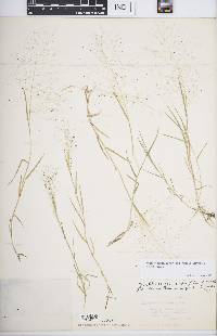 Muhlenbergia asperifolia image