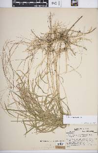 Muhlenbergia bushii image