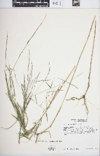 Muhlenbergia bushii image