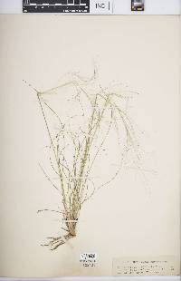 Muhlenbergia capillaris image