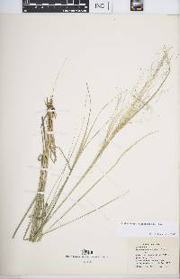 Muhlenbergia capillaris image