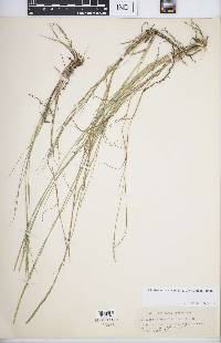 Muhlenbergia cuspidata image