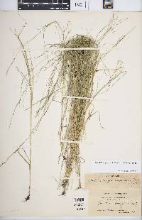 Muhlenbergia cuspidata image