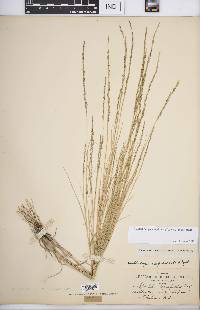 Muhlenbergia cuspidata image