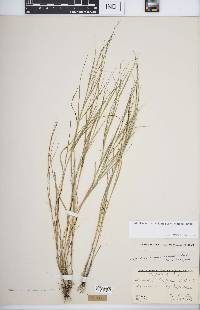 Muhlenbergia cuspidata image