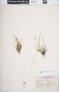 Muhlenbergia filiformis image