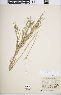 Muhlenbergia frondosa image