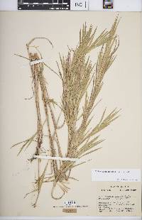 Muhlenbergia frondosa image