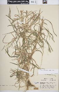 Muhlenbergia frondosa image