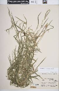 Muhlenbergia frondosa image