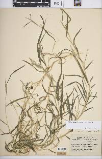 Muhlenbergia frondosa image
