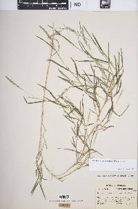 Muhlenbergia frondosa image