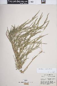 Muhlenbergia frondosa image