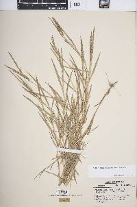 Muhlenbergia frondosa image