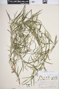 Muhlenbergia frondosa image