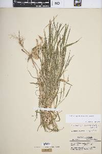 Muhlenbergia frondosa image