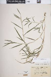 Muhlenbergia frondosa image